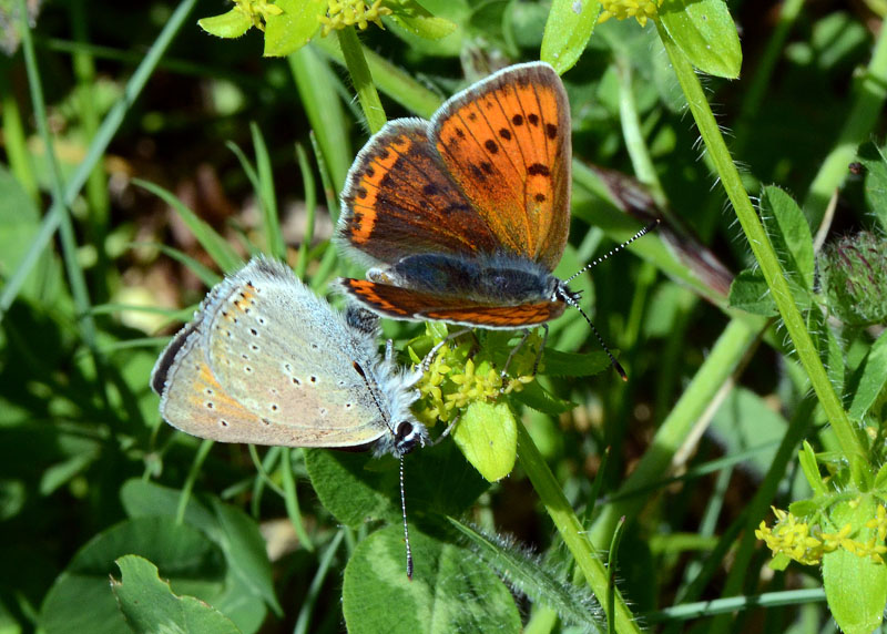 Lycaena italica in accoppiamento